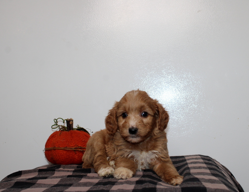 puppy, for, sale, , Matthew B. Stoltzfus, dog, breeder, Gap, PA, dog-breeder, puppy-for-sale, forsale, nearby, find, puppyfind, locator, puppylocator, aca